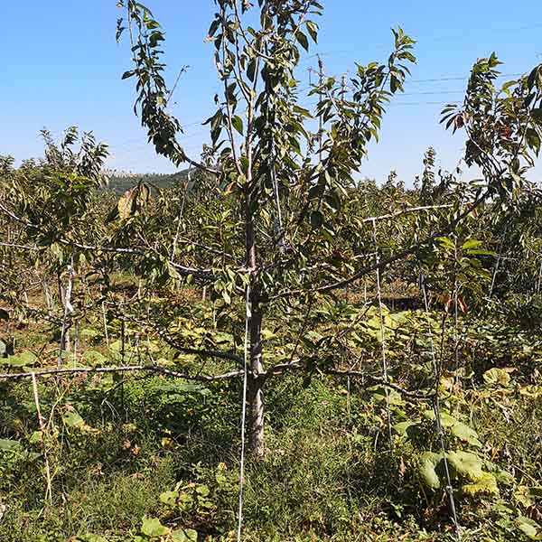 黄蜜樱桃苗哪里有卖的，黄蜜樱桃苗的价格(图4)